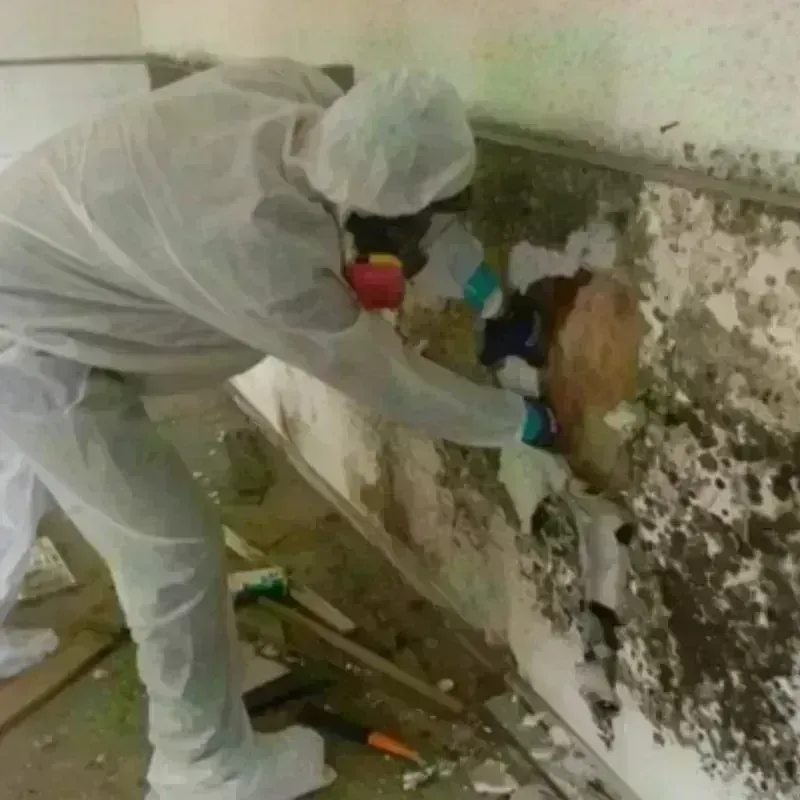 Mold Remediation and Removal in Clinton, AR